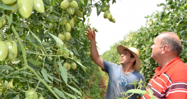 Júlio Paixão explicou ao vice-prefeito os procedimentos para se produzir tomates com qualidade e ter boa rentabilidade