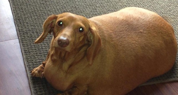 Com dieta, cão Dennis perdeu 19,5 quilos (Foto: Reprodução/Facebook/Dennis' Odyssey: Health, Wellness, Awareness & Education)