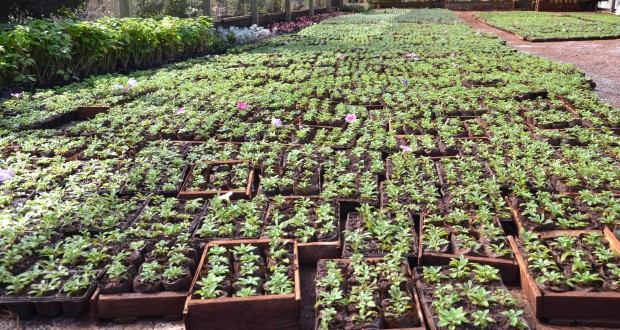 25 mil mudas de flores serão plantadas em Ubiratã e Yolanda - Valdir Silva
