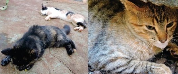 Animais domésticos estão sendo envenenados diariamente em Juranda e Região - guiagoioere.net (3)