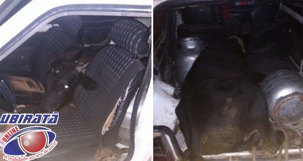 Banco traseiro do Fiat foi retirado para que o boi coubesse dentro do veículo (Foto: Renato Medeiros)