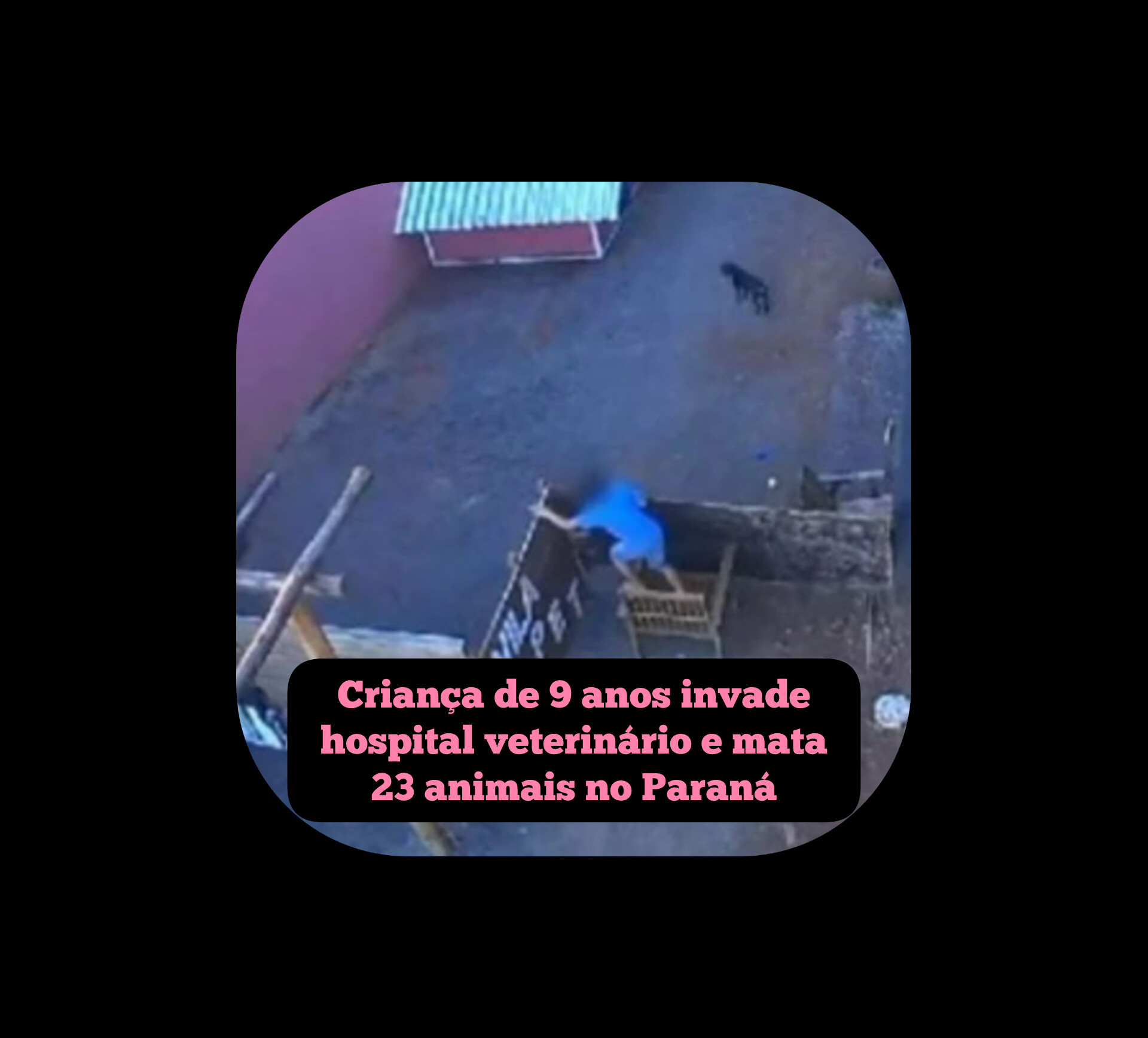 Criança de 9 anos invade hospital veterinário e mata 23 animais no Paraná