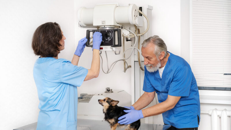 Tecnologia para clínicas veterinárias: o que você precisa saber