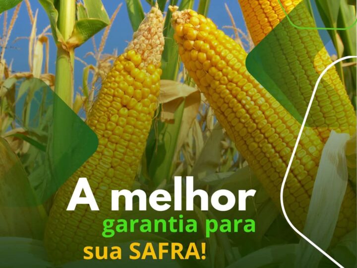 Seguro Milho Safrinha: A melhor garantia para sua safra