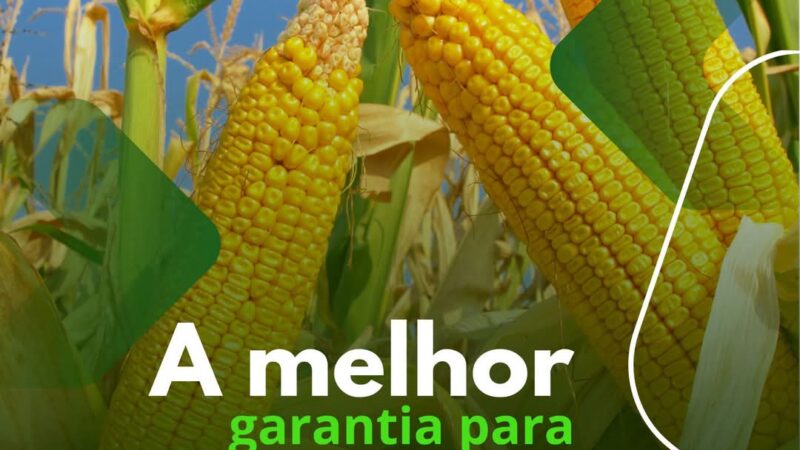 Seguro Milho Safrinha: A melhor garantia para sua safra