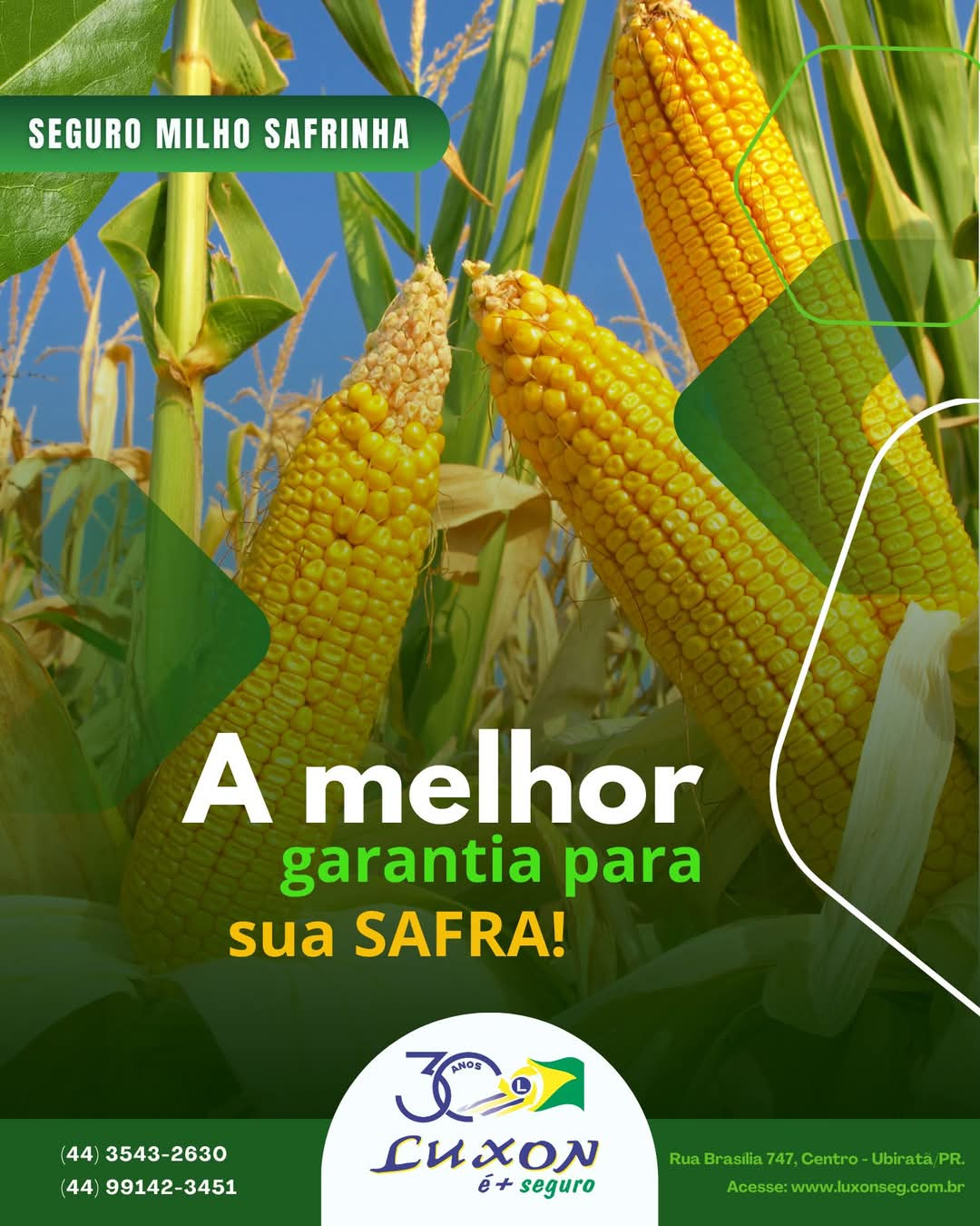 Seguro Milho Safrinha: A melhor garantia para sua safra