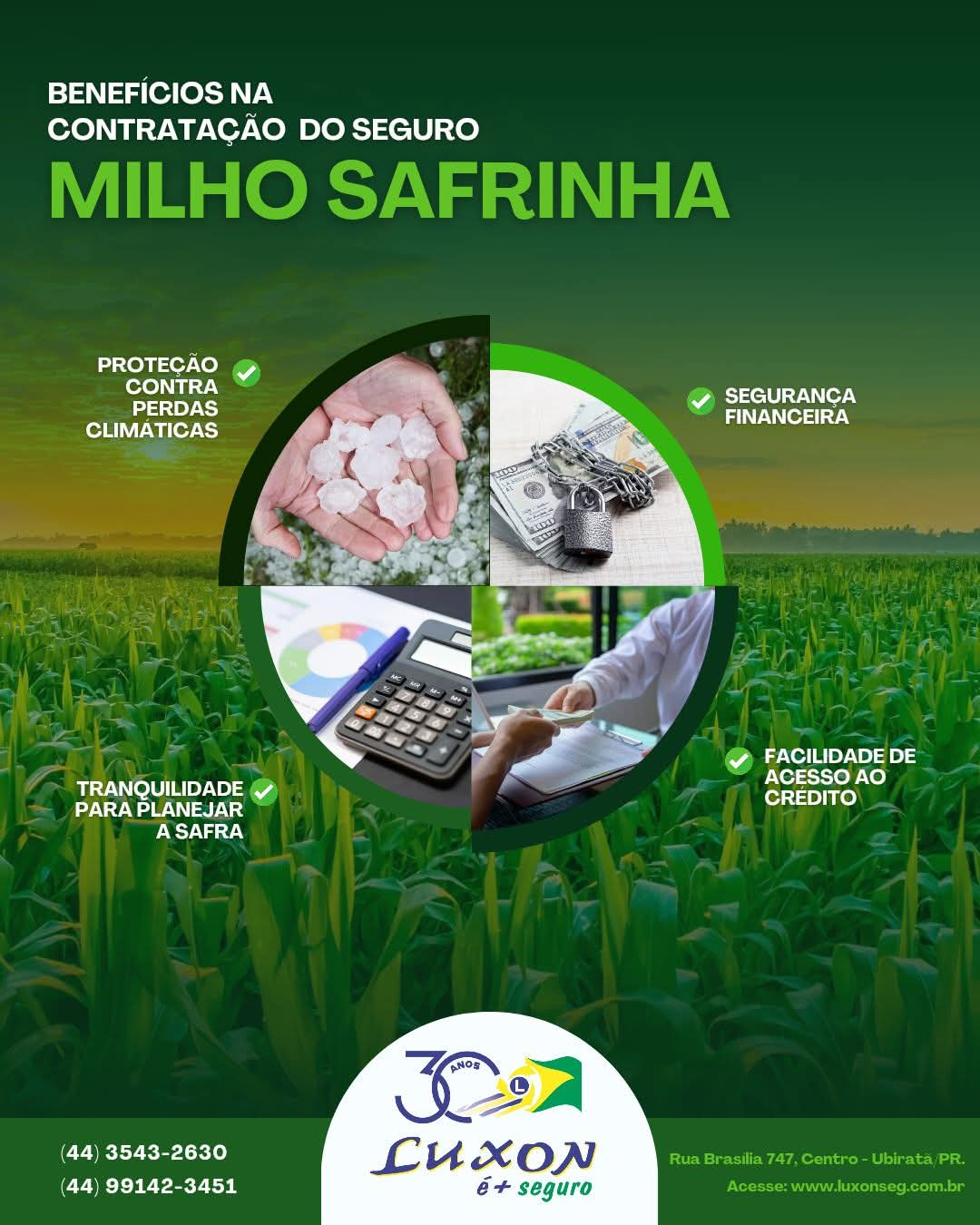 Benefícios da contratação do Seguro Milho Safrinha