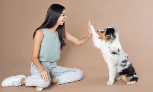 8 dicas práticas para estimular a inteligência do seu cachorro