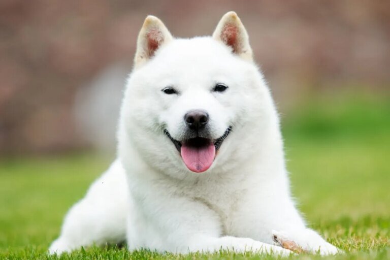 Hokkaido: conheça as características dessa raça de cachorro japonesa