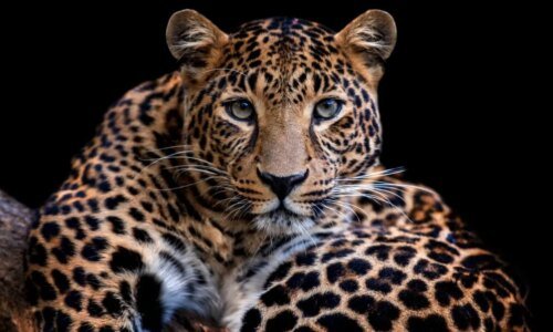 Leopardo: 10 curiosidades sobre esse felino selvagem 