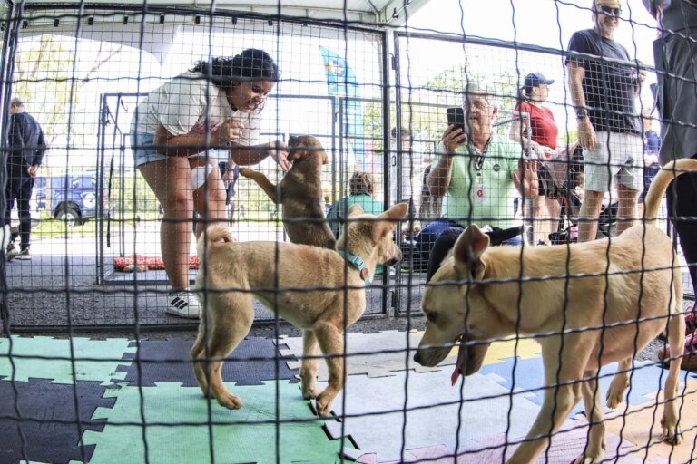 Parque Barigui recebe feira de adoção com 40 cães e gatos neste sábado