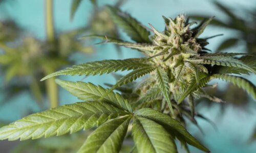 Pé de maconha gigante é apreendido no interior do Paraná