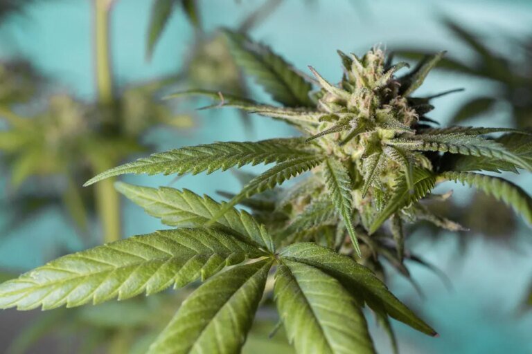 Pé de maconha gigante é apreendido no interior do Paraná
