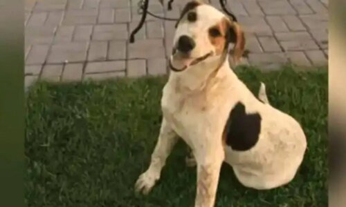 Quem matou o abacate? Cão comunitário dócil foi morto com um tiro no Paraná
