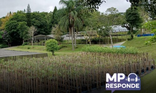 Questões tratam de arrancar mudas e de plantar árvores em locais públicos