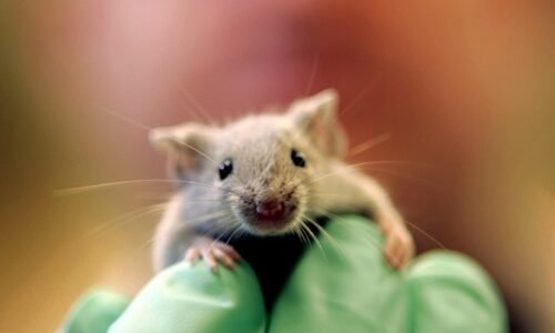 Scientists achieve pancreatic tumour regression in breakthrough study