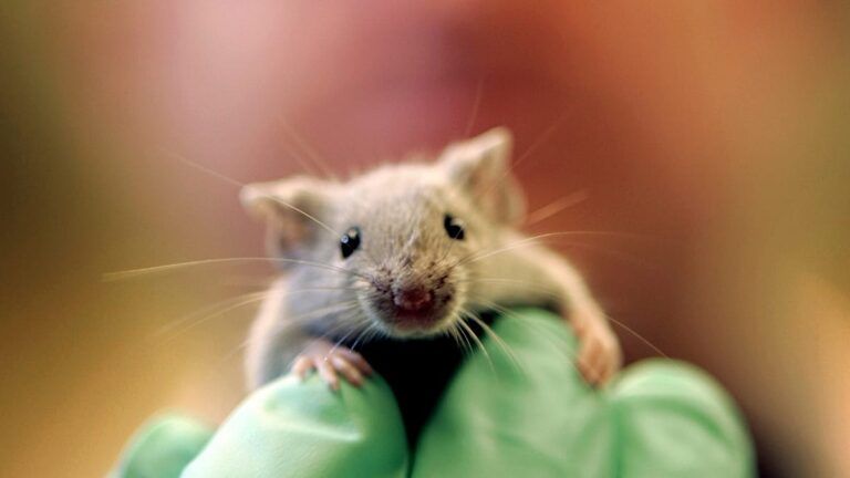 Scientists achieve pancreatic tumour regression in breakthrough study