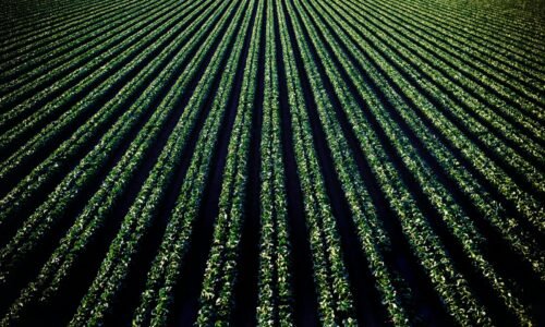 Práticas agrícolas de baixo carbono estão transformando a sustentabilidade em nova fonte de receita, ao permitir que produtores rurais capturem CO₂ e acessem o mercado de créditos ambientais.