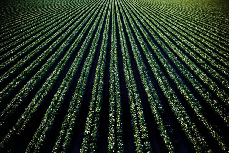 Práticas agrícolas de baixo carbono estão transformando a sustentabilidade em nova fonte de receita, ao permitir que produtores rurais capturem CO₂ e acessem o mercado de créditos ambientais.