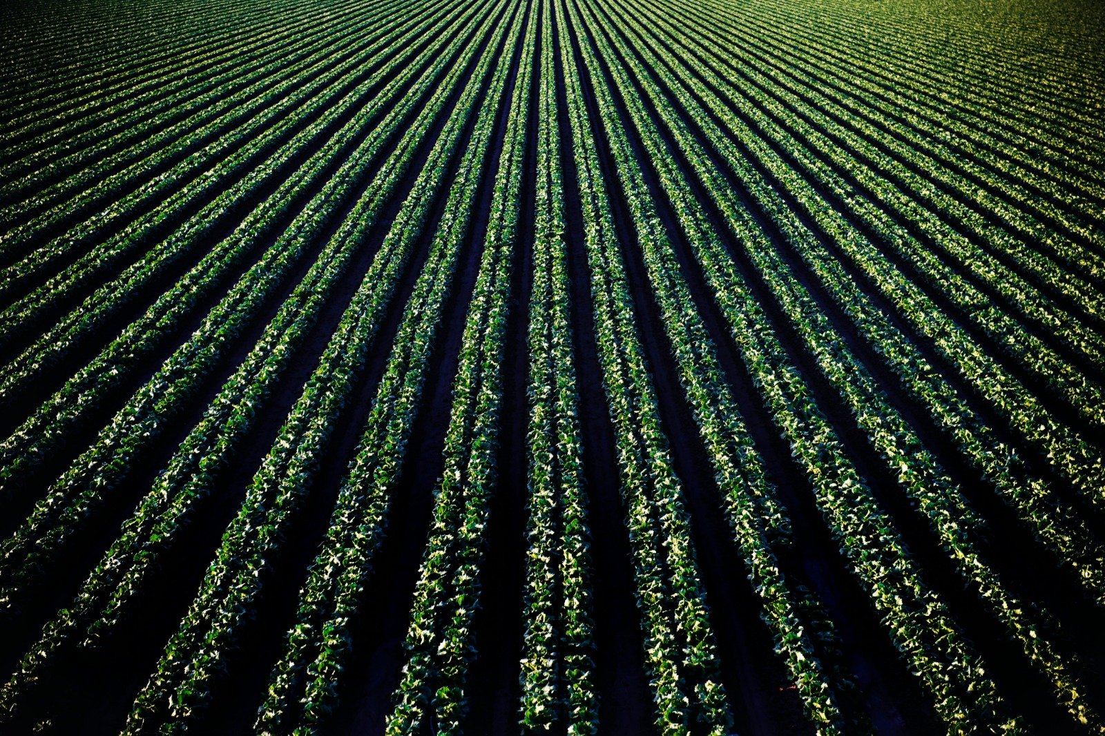 Práticas agrícolas de baixo carbono estão transformando a sustentabilidade em nova fonte de receita, ao permitir que produtores rurais capturem CO₂ e acessem o mercado de créditos ambientais.