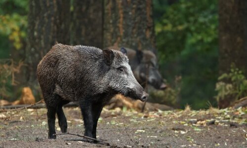 1,6 mil animais morrem por ano em rodovia de Curitiba, revela UFPR