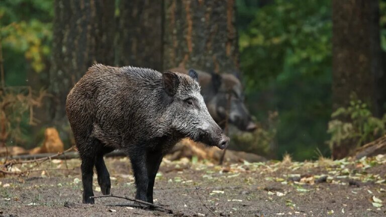 1,6 mil animais morrem por ano em rodovia de Curitiba, revela UFPR
