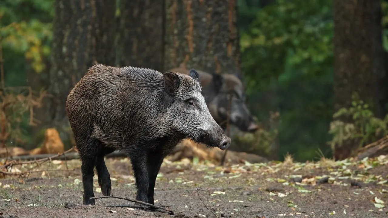 1,6 mil animais morrem por ano em rodovia de Curitiba, revela UFPR