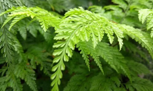 5 plantas fáceis de cuidar para ter em casa e deixar o ambiente mais verde