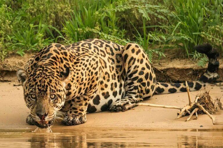 7 diferenças entre o leopardo e a onça-pintada