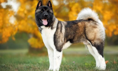 Akita americano: conheça as características do cachorro dessa raça 