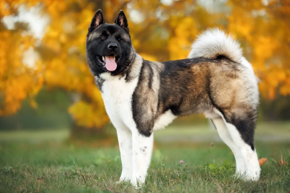 Akita americano: conheça as características do cachorro dessa raça