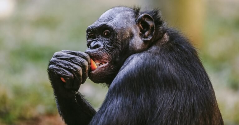 Ape cracks exhibit's glass as it launches at Memphis Zoo visitors