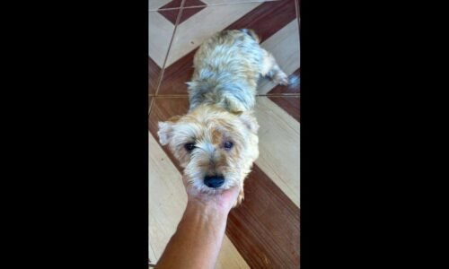 Cachorra sumiu no bairro coqueiral,toma medicação control desapareceu no bairro Coqueiral