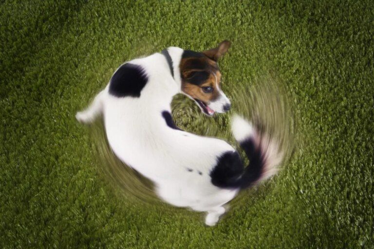 Cachorro andando em círculos pode indicar problema? Entenda as causas e quando se preocupar