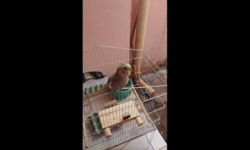 Calopsita Pipoca desapareceu no bairro São Cristóvão