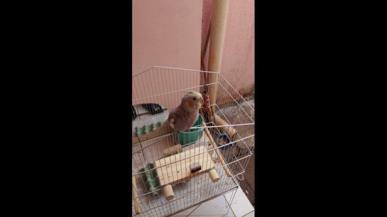 Calopsita Pipoca desapareceu no bairro São Cristóvão