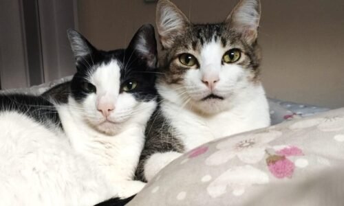 Dia Mundial do Gato celebra os donos oficiais da casa (e do coração)