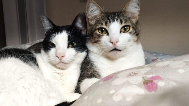 Dia Mundial do Gato celebra os donos oficiais da casa (e do coração)