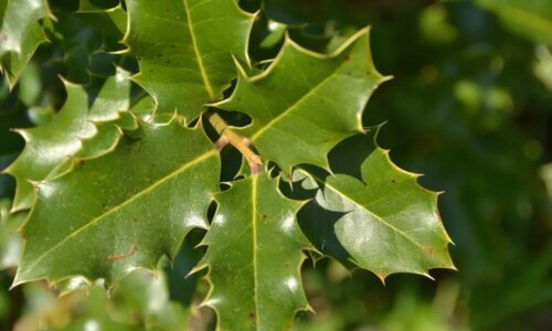 Espinheira-santa: 8 benefícios para a saúde e como usá-la