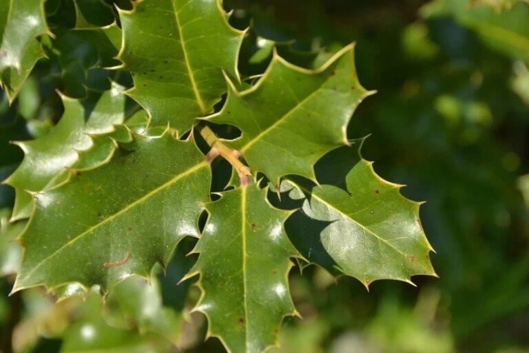 Espinheira-santa: 8 benefícios para a saúde e como usá-la