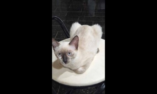 Gata Maya desapareceu no bairro Neva