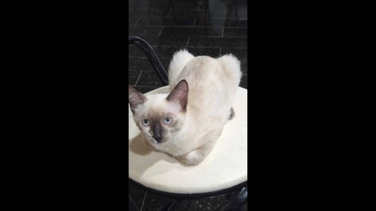 Gata Maya desapareceu no bairro Neva