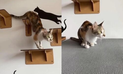 Gata arremessada do 12º andar de prédio em Curitiba é adotada