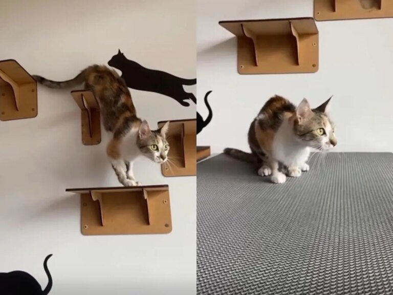 Gata arremessada do 12º andar de prédio em Curitiba é adotada