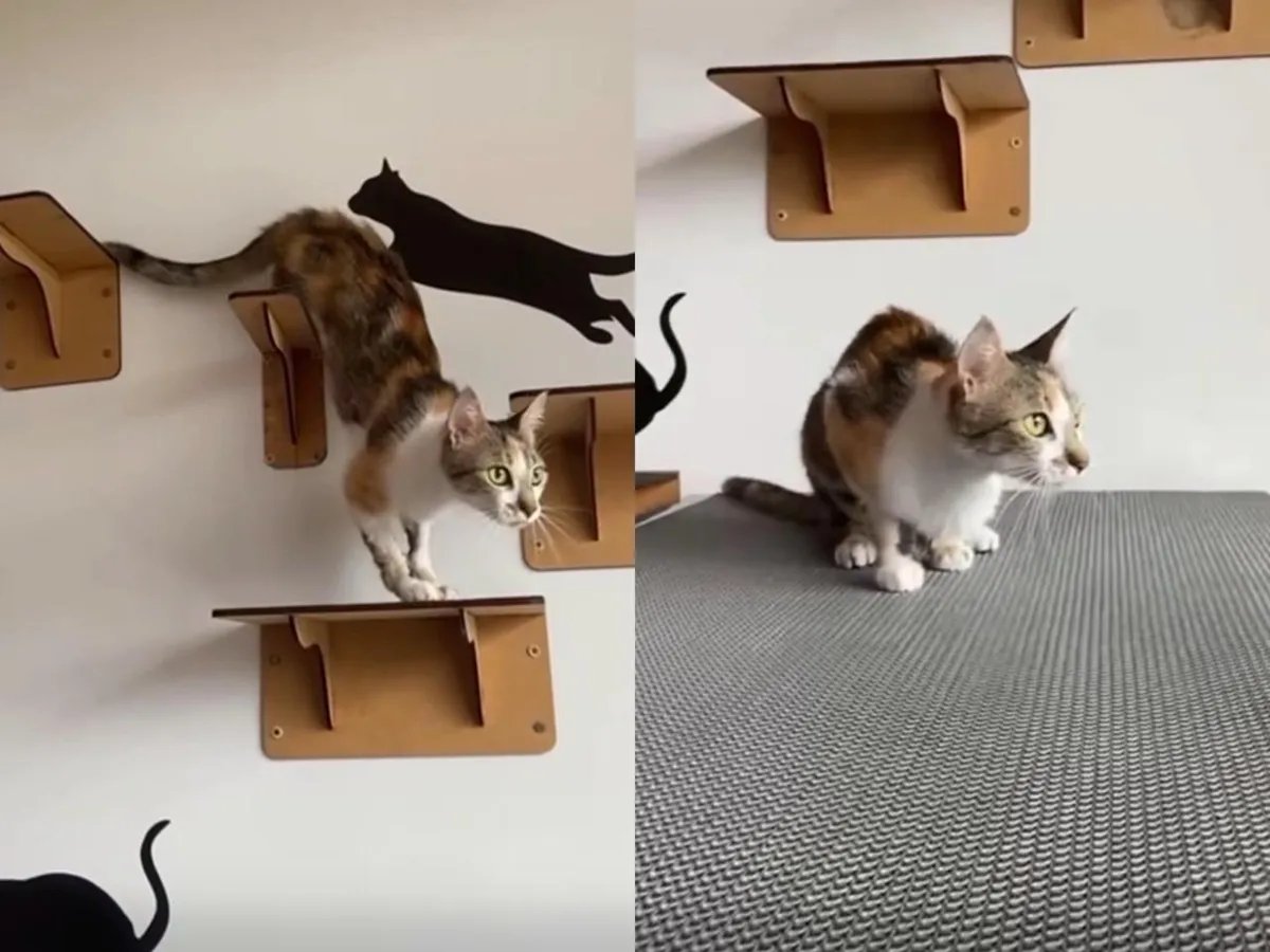 Gata arremessada do 12º andar de prédio em Curitiba é adotada