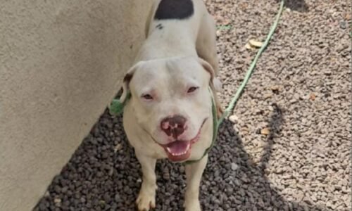 Pitbull solto passa o fim de semana avançando sobre moradores no Santa Cruz