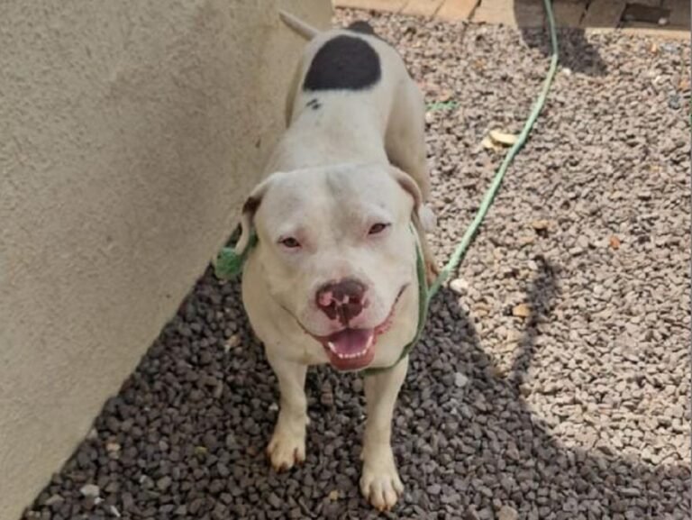Pitbull solto passa o fim de semana avançando sobre moradores no Santa Cruz