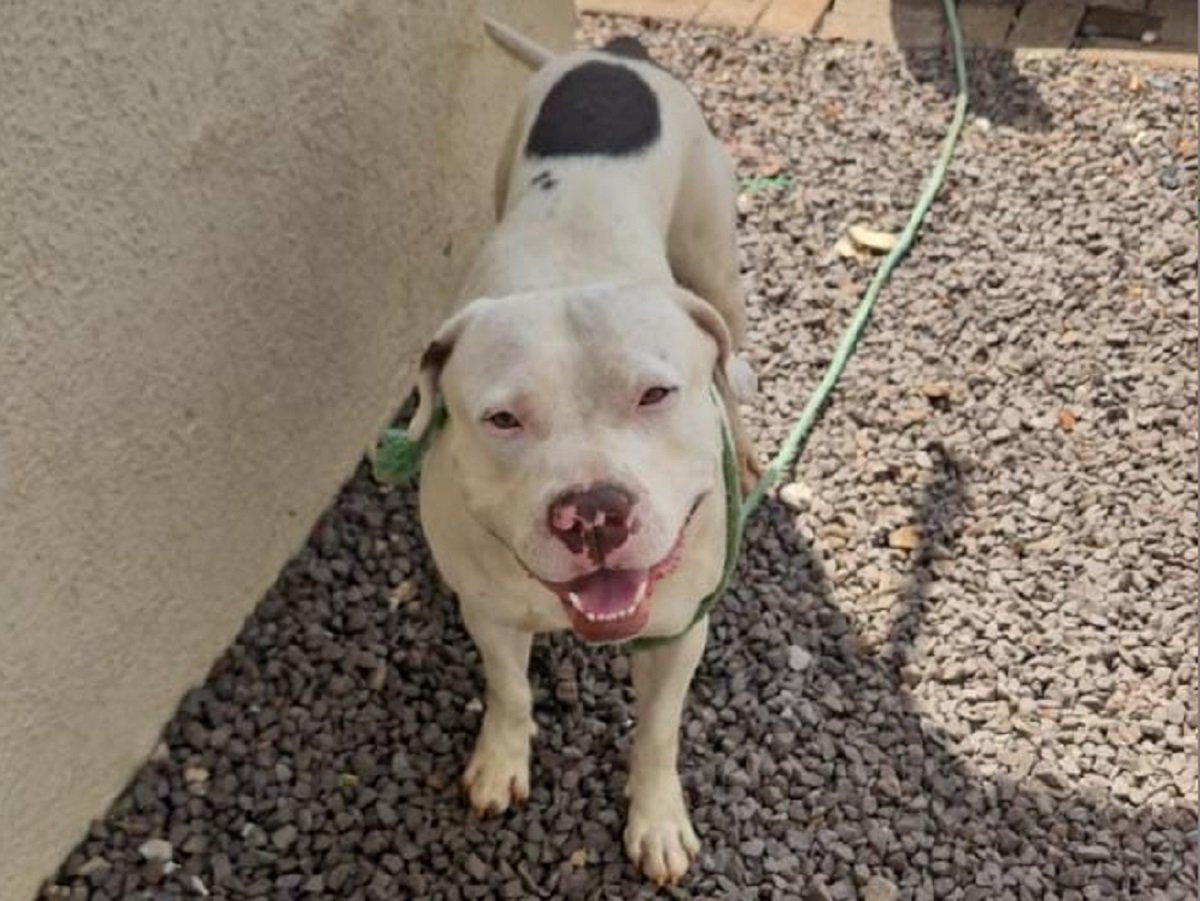 Pitbull solto passa o fim de semana avançando sobre moradores no Santa Cruz