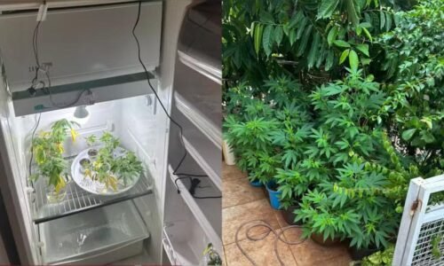 Professor é preso em flagrante por cultivar maconha dentro de casa no Paraná