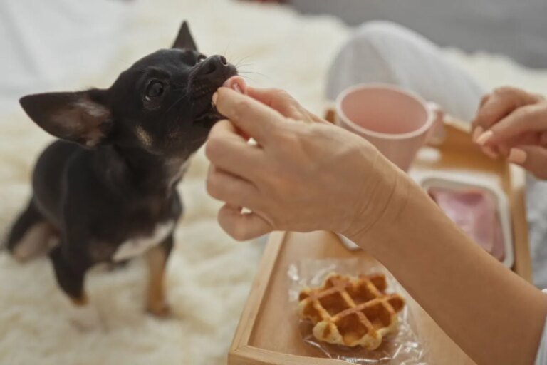 Saiba por que a comida humana nem sempre é segura para pets